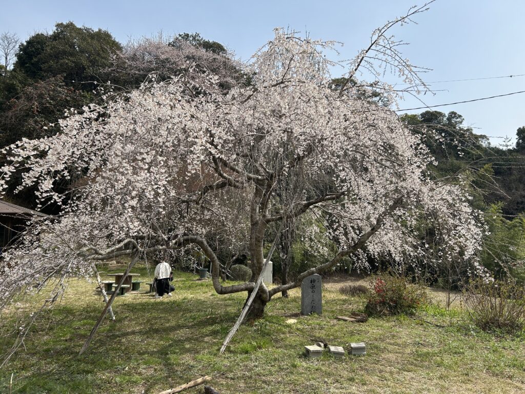 神原のしだれ桜