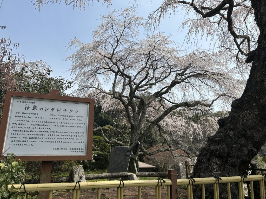 神原のしだれ桜