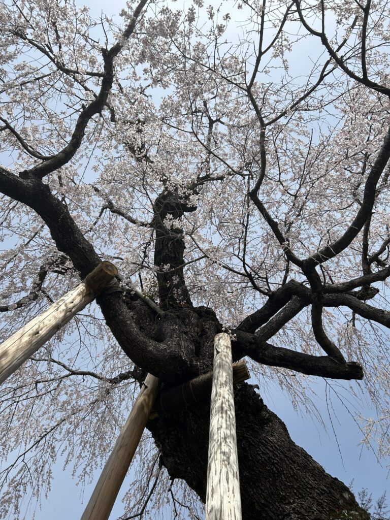 神原のしだれ桜