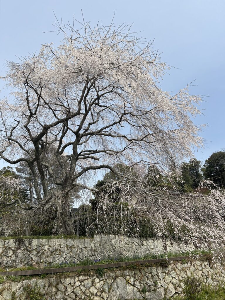 神原のしだれ桜