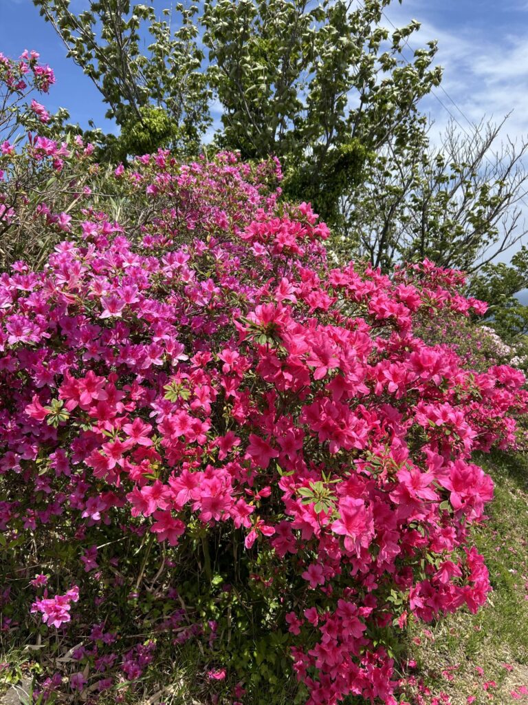 つつじ